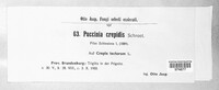 Puccinia crepidis image